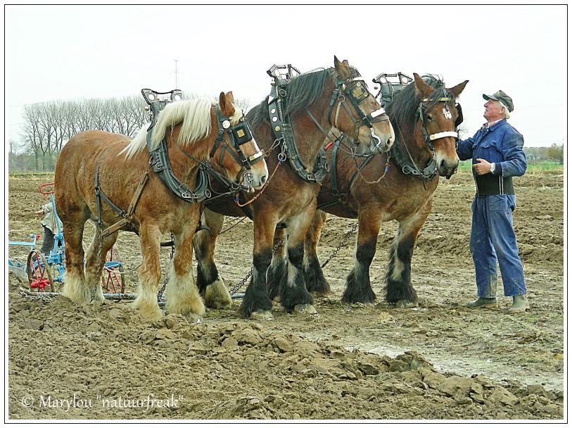 Brabantse trekpaard is erkend als erfgoed | Natuurfreak