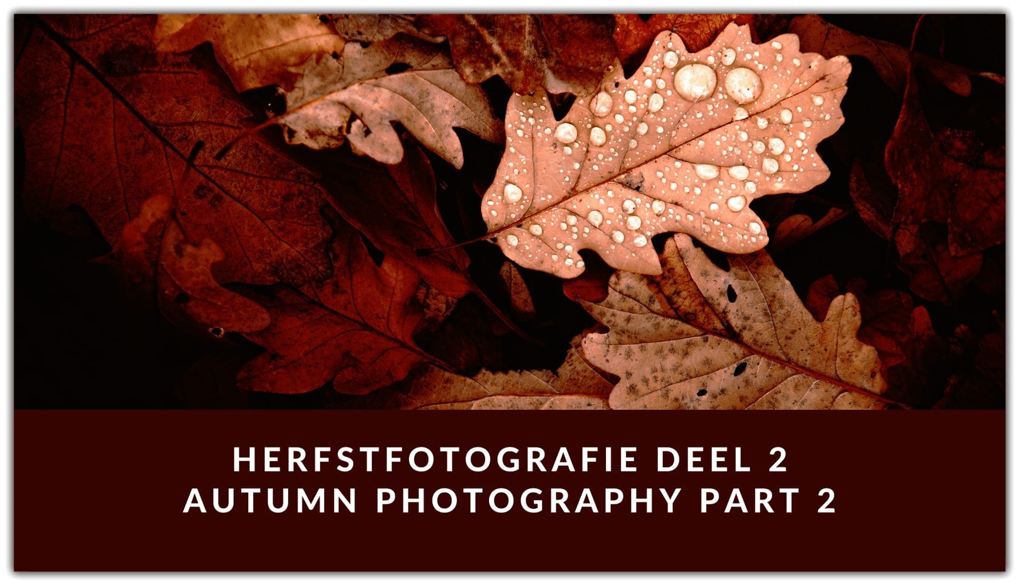 Theo-Herbots-Herfstfotografie deel 2 ||Autumn photography part 2