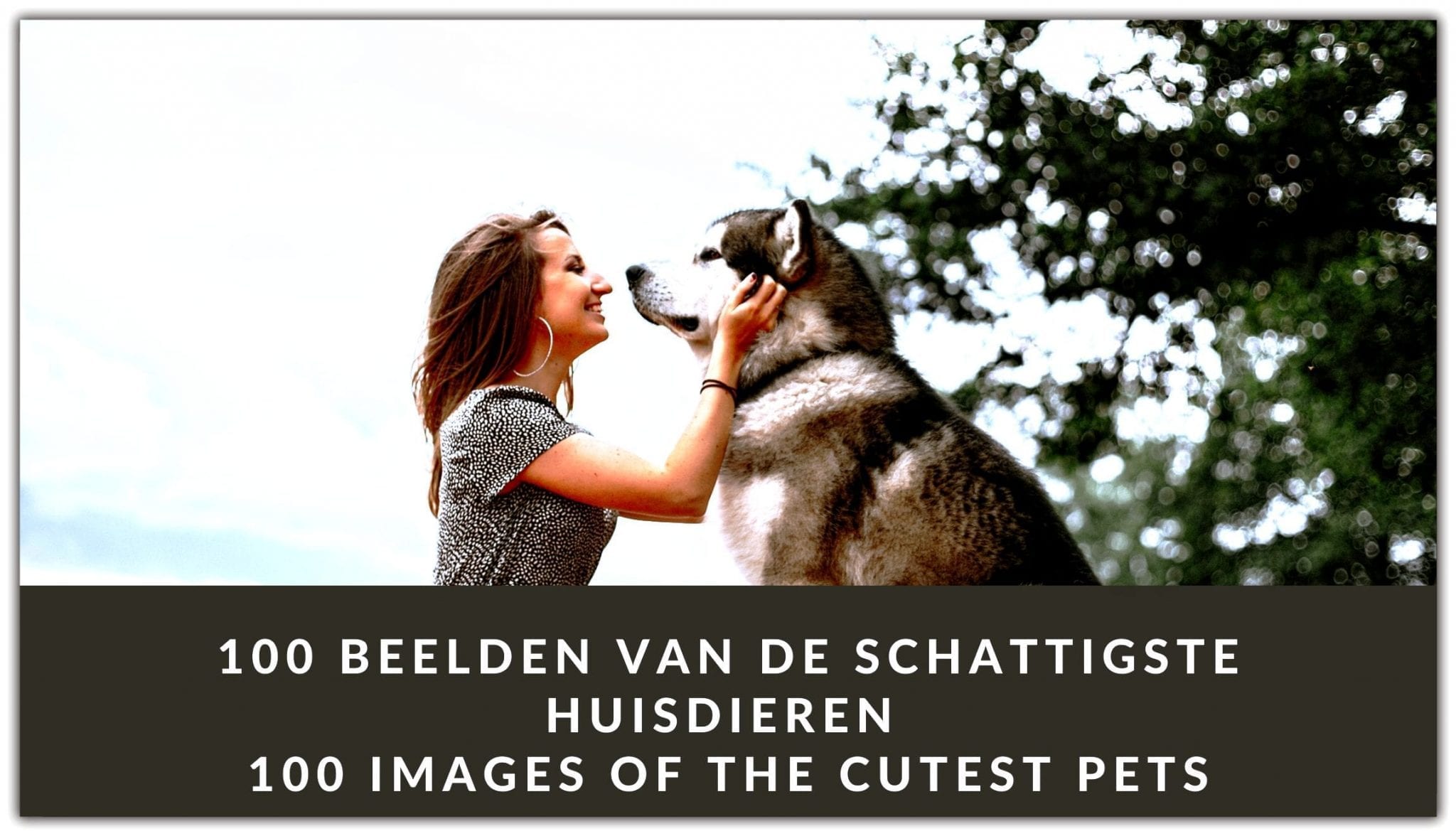 100 beelden van de schattigste huisdieren ||100 images of the cutest pets 100 beelden van de schattigste huisdieren ||100 images of the cutest pets
