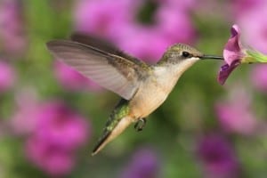 Video’s-Foto’s De legende van de Kolibrie || The Legend of the Hummingbird