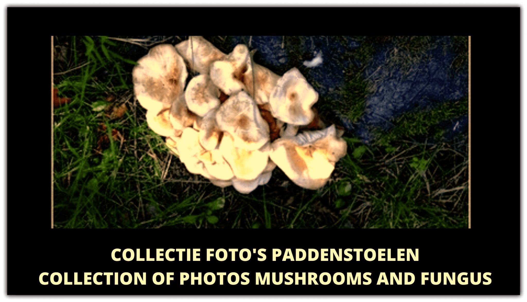 Paddenstoelen || Mushrooms -Fungus
