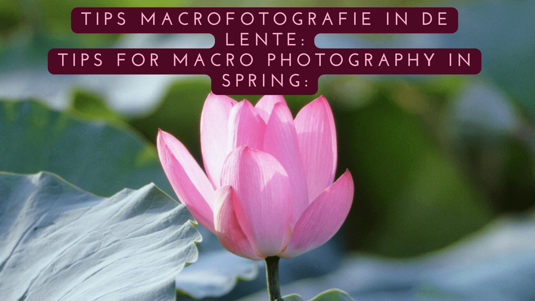 Macrofotografie in de lente: ||Spring macro photography: