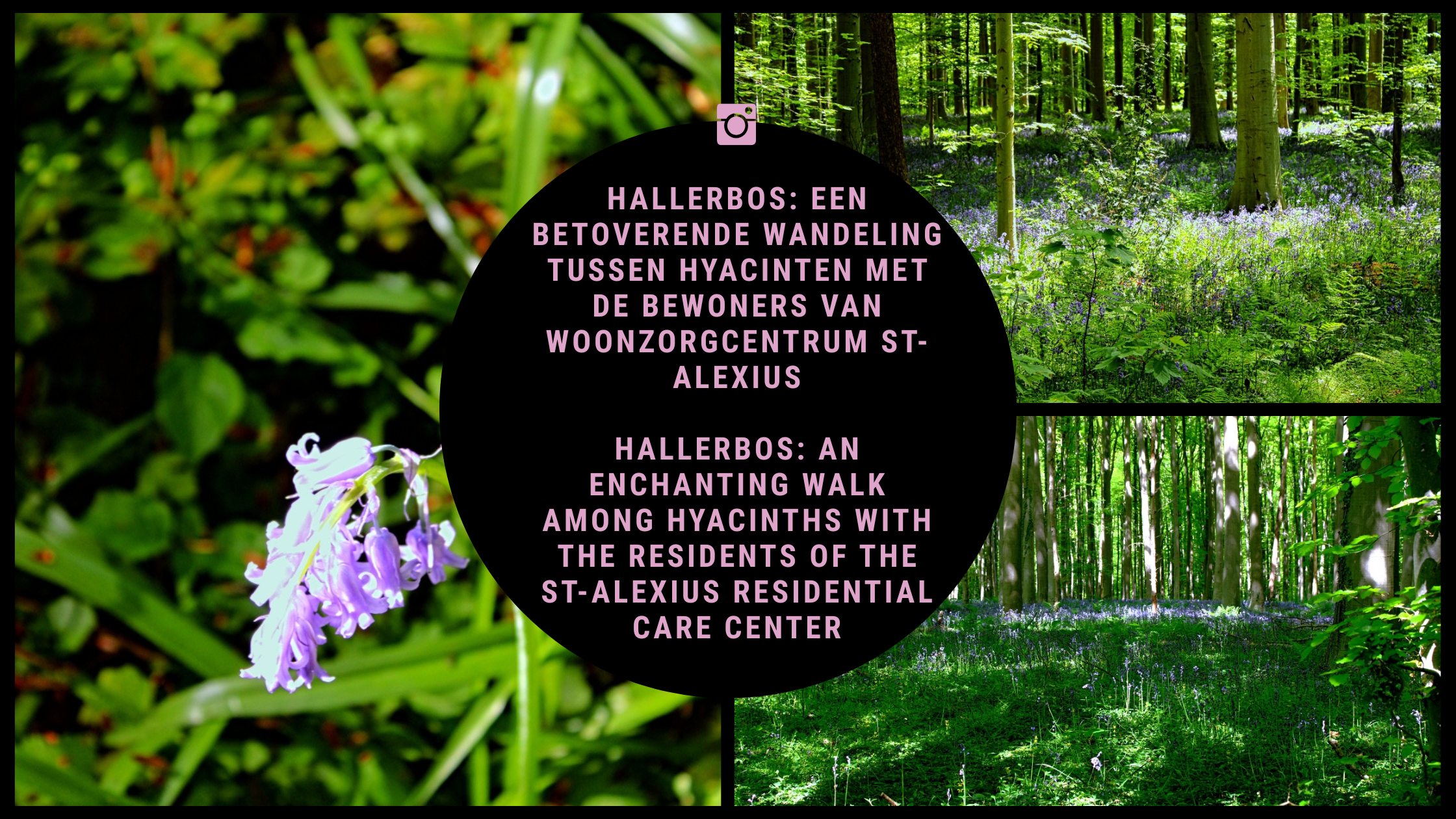 Hallerbos: Een Magische Wandeling tussen Hyacinten samen met De Bewoners van Woonzorgcentrum St-Alexius Hallerbos: Een Magische Wandeling tussen Hyacinten samen met De Bewoners van Woonzorgcentrum St-Alexius